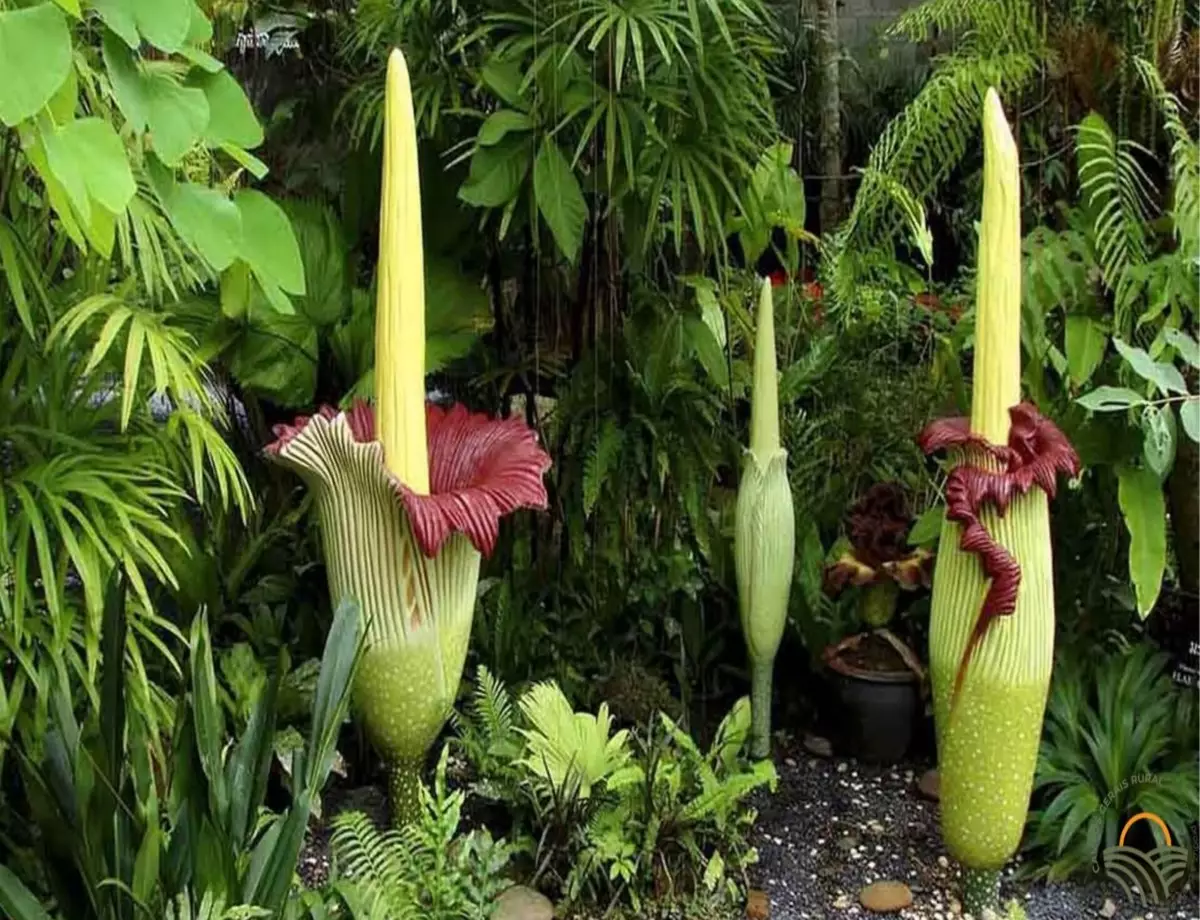 Flor cadáver - Fonte: Pixabay