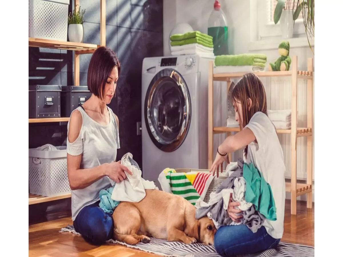Lavar roupas e panos do cachorro na máquina de lavar: pode? Veja dicas super fáceis