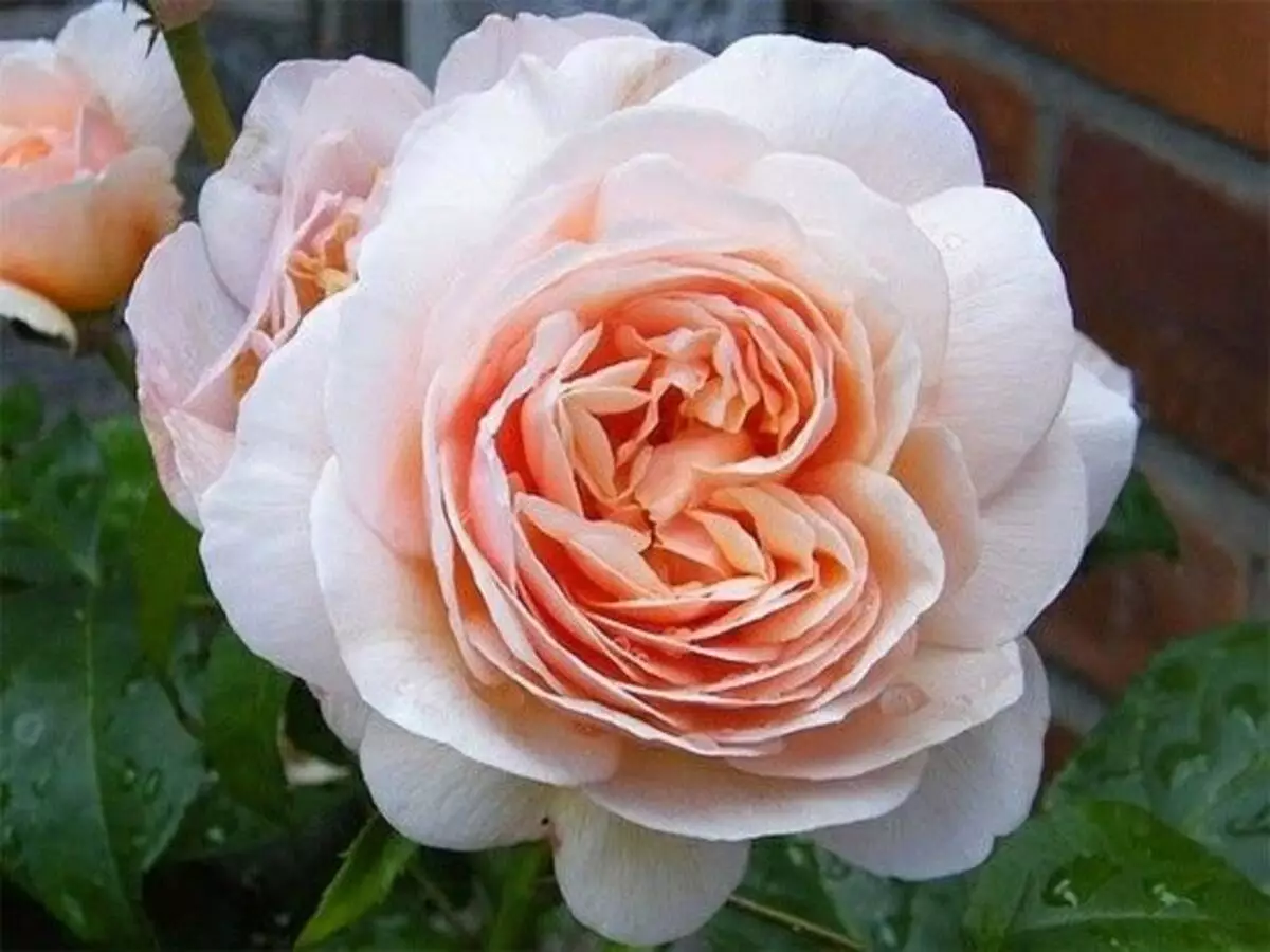 Rosa Juliet: veja como cultivar a flor mais cara do mundo com poucos passos - Fonte: Pixabay