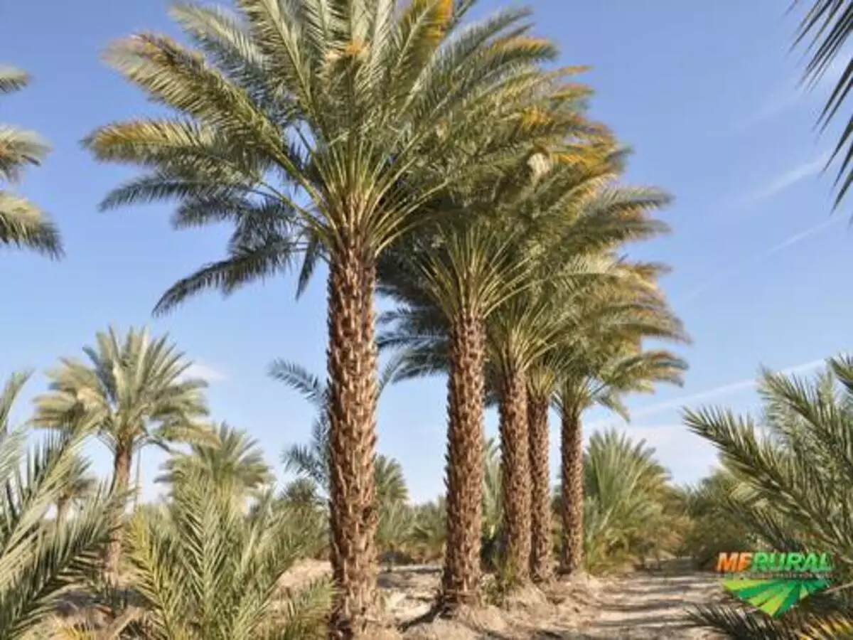 Tamareira: como plantar, dicas de cultivo e muito mais sobre a planta - Fonte: Pìxabay