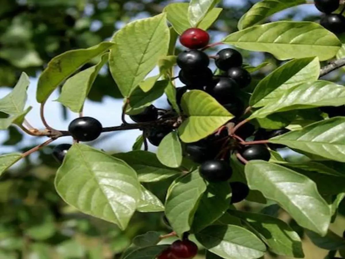 Como cultivar Cáscara-sagrada? Veja dicas de manutenção, plantio e usos medicinais -Fonte: Pixaby