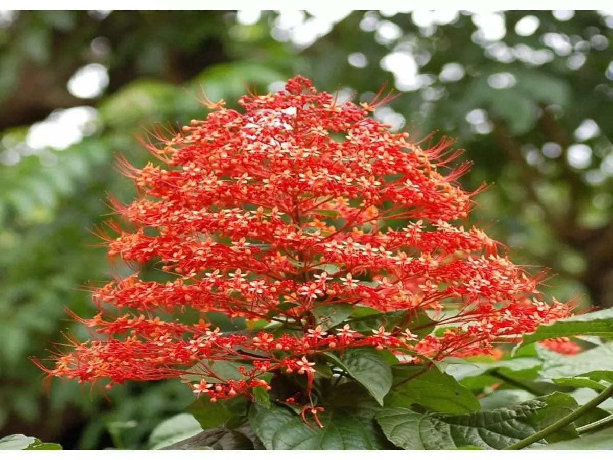 Como cultivar a Flor-de-pagode? Veja dicas práticas que podem te ajudar - Fonte: Pixabay