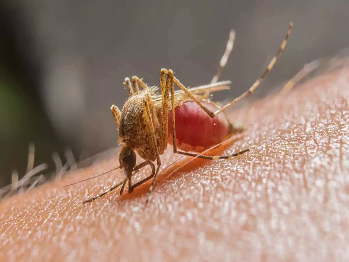 Receita de repelente para mosquito da malária: Veja como fazer em casa com passos simples - Fonte: Pixabay