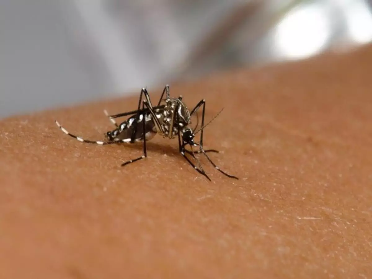 Receita de repelente para mosquito da dengue: veja como fazer em casa passo a passo - Fonte: Pixabay