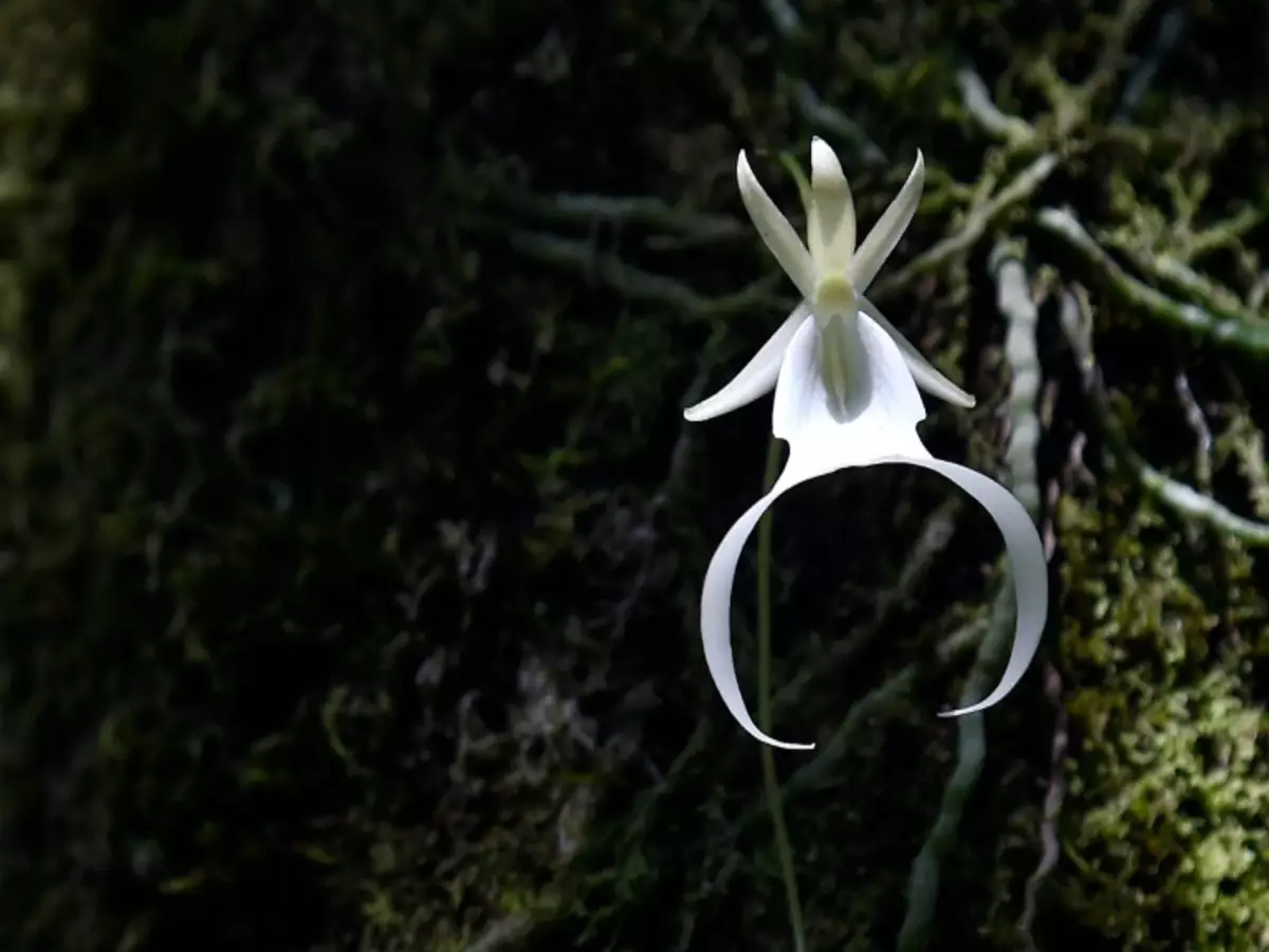 Orquídea Fantasma: veja como cultivar essa planta exótica em sua casa - Fonte: Pixabay
