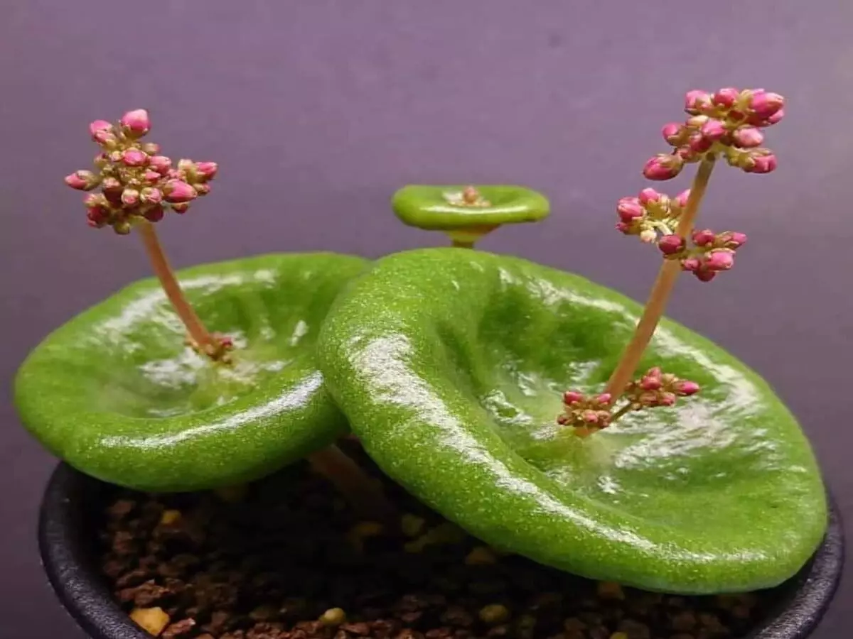 Veja as dicas mais preciosas do mundo para cultivar Crassula Umbella
