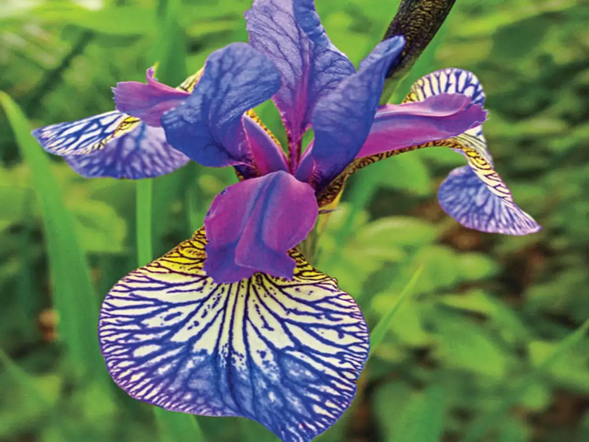 Siberian Iris: conheça a planta da Polônia rara com tom roxo intenso e saiba como cultivar - Fonte: Pixabay