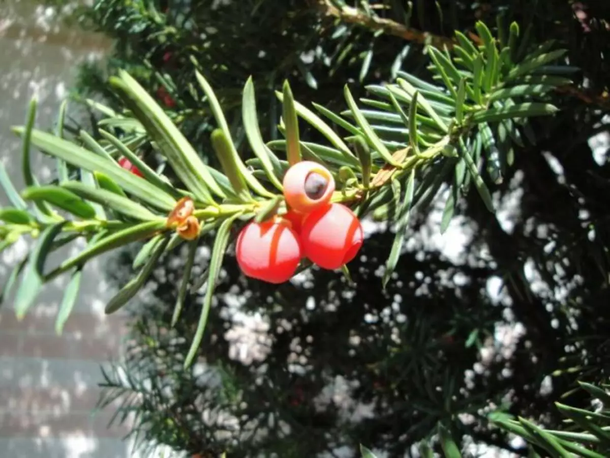 Taxus Baccat, também chamada de Teixo, saiba como cultivar a planta venenosa e os riscos de ter em casa - Fonte: Pixabay