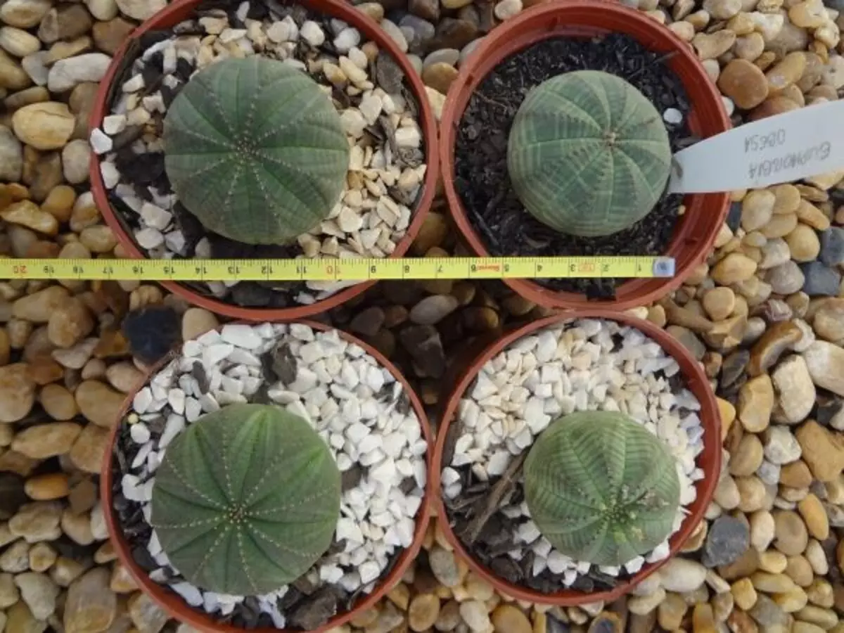 Euphorbia obesa: veja tudo sobre como cultivar, cuidados que se deve ter, sol e clima ideal - Fonte: Pixabay