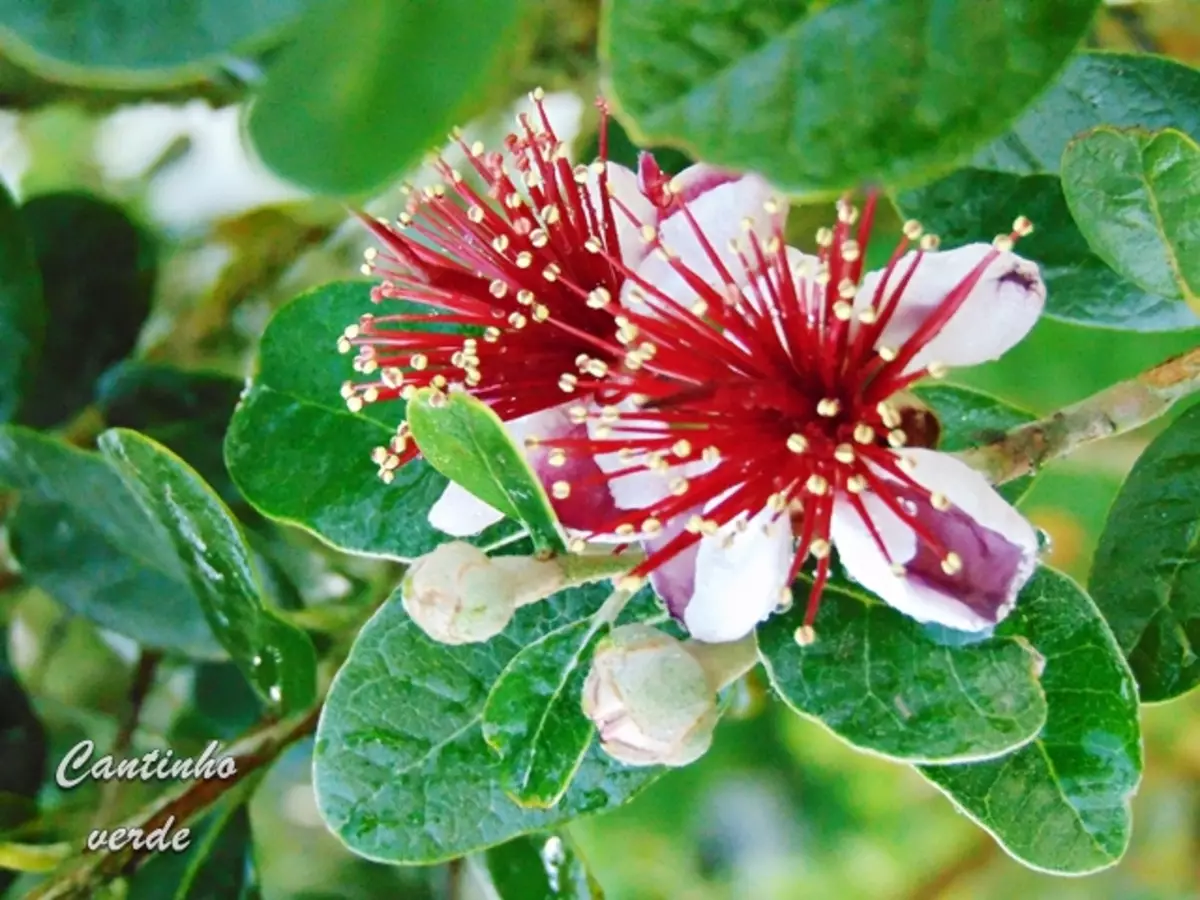 Como cultivar Feijoa em casa? Flor é vinda do Uruguai e faz sucesso no Brasil - Fonte: Pixabay