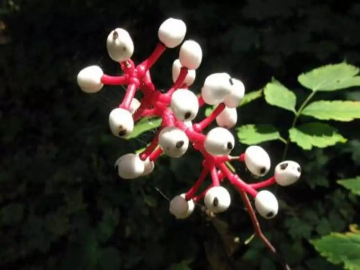 Quais são as plantas mais venenosas do mundo? Veja dicas e práticas agora