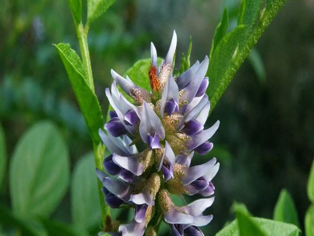 Como plantar alcaçuz em casa? Veja o passo a passo de forma descomplicada para ter a raiz doce na sua mesa - Fonte: Pixabay