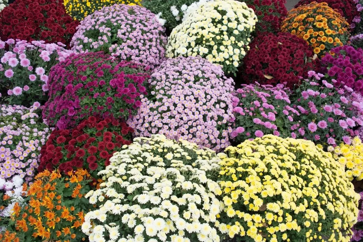 Crisântemo: como plantar e cuidar dessa planta que dá flor o ano todo