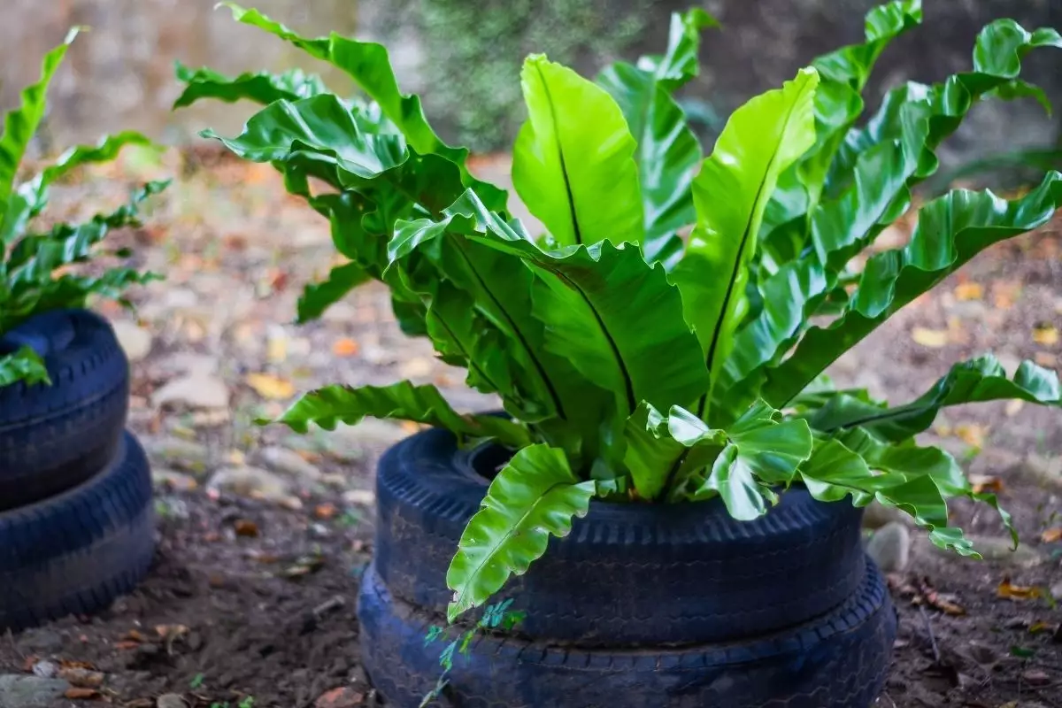 Asplênio tudo que você precisa saber sobre o cultivo dessa planta - Reprodução Canva