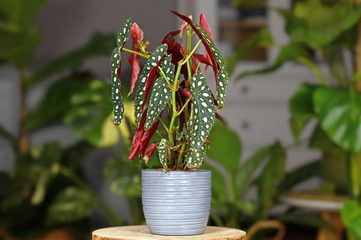 Begônia maculata dicas objetivas e completas para cultivar essa planta - reprodução Canva