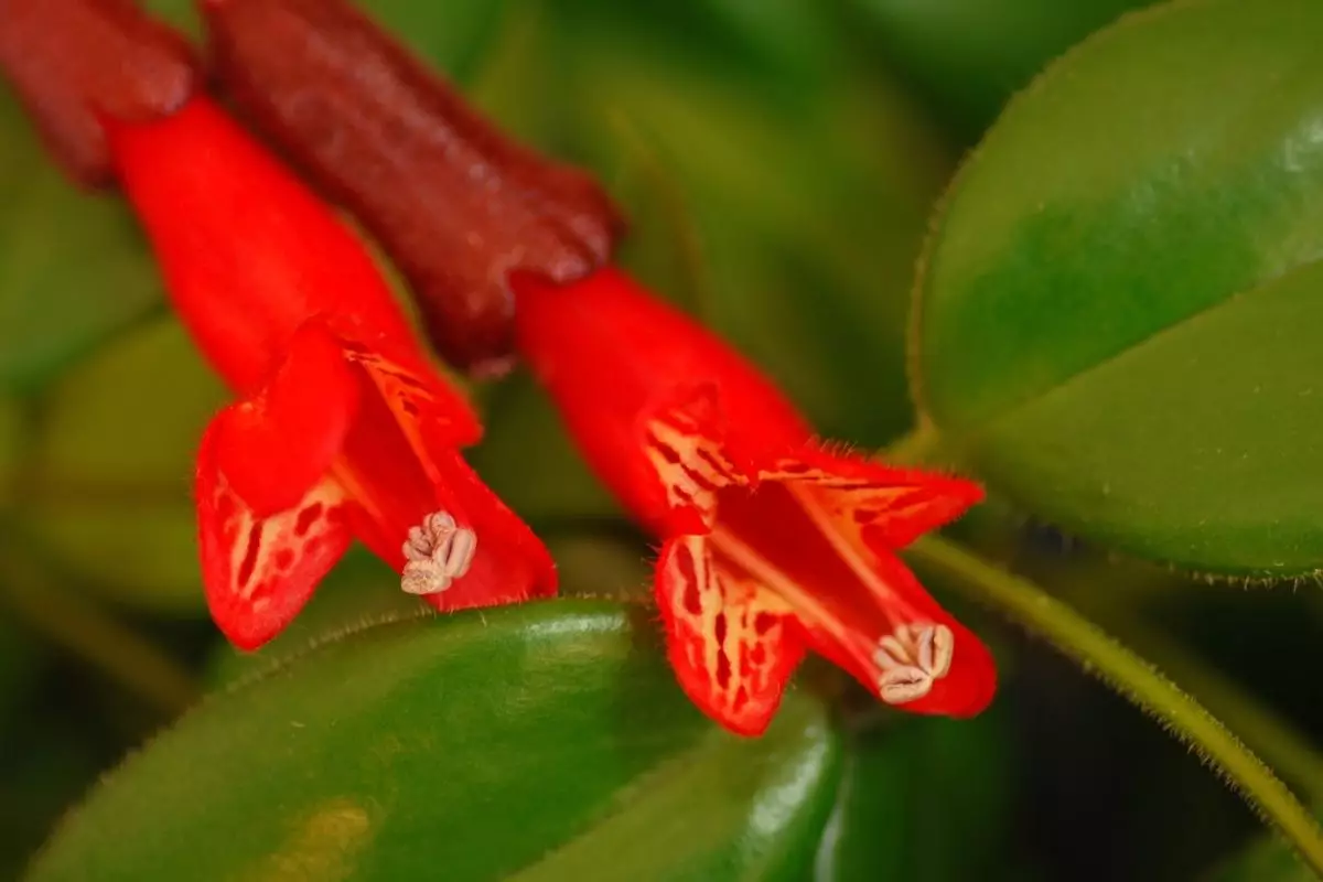 Columéia Marmorata dicas rápidas e práticar para cultivar essa planta - reprodução Canva