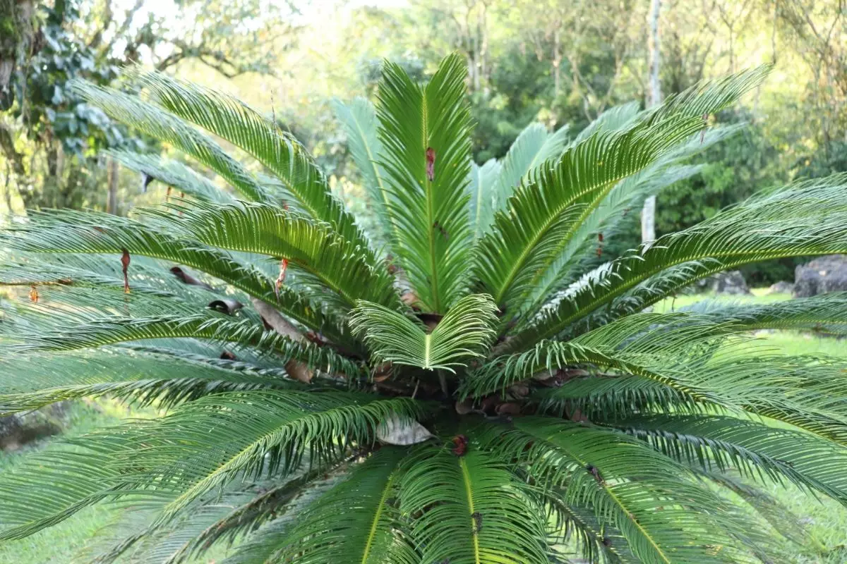 Conheça a Palmeira Cica, uma planta que de palmeira não tem nada - Reprodução Canva