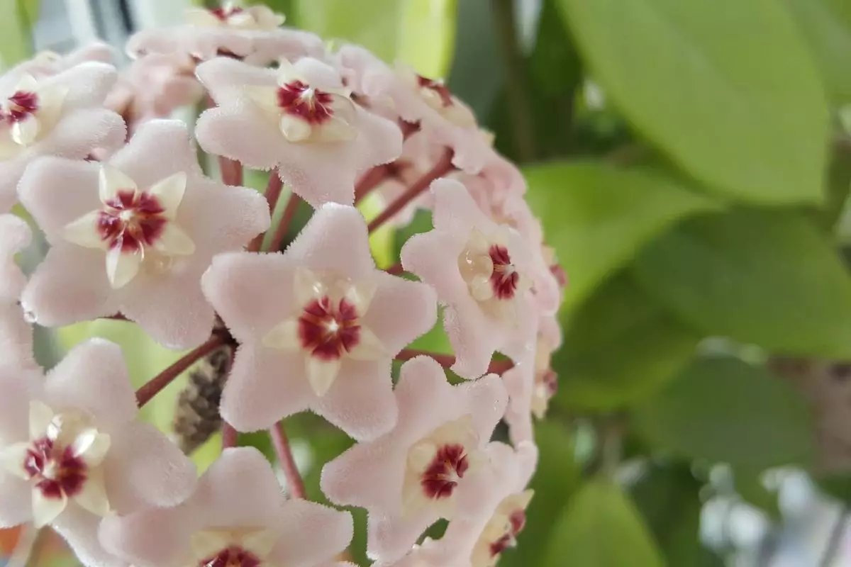 Conheça a flor-de-cera essa planta é uma trepadeira muito fácil de cultivar - reprodução Canva