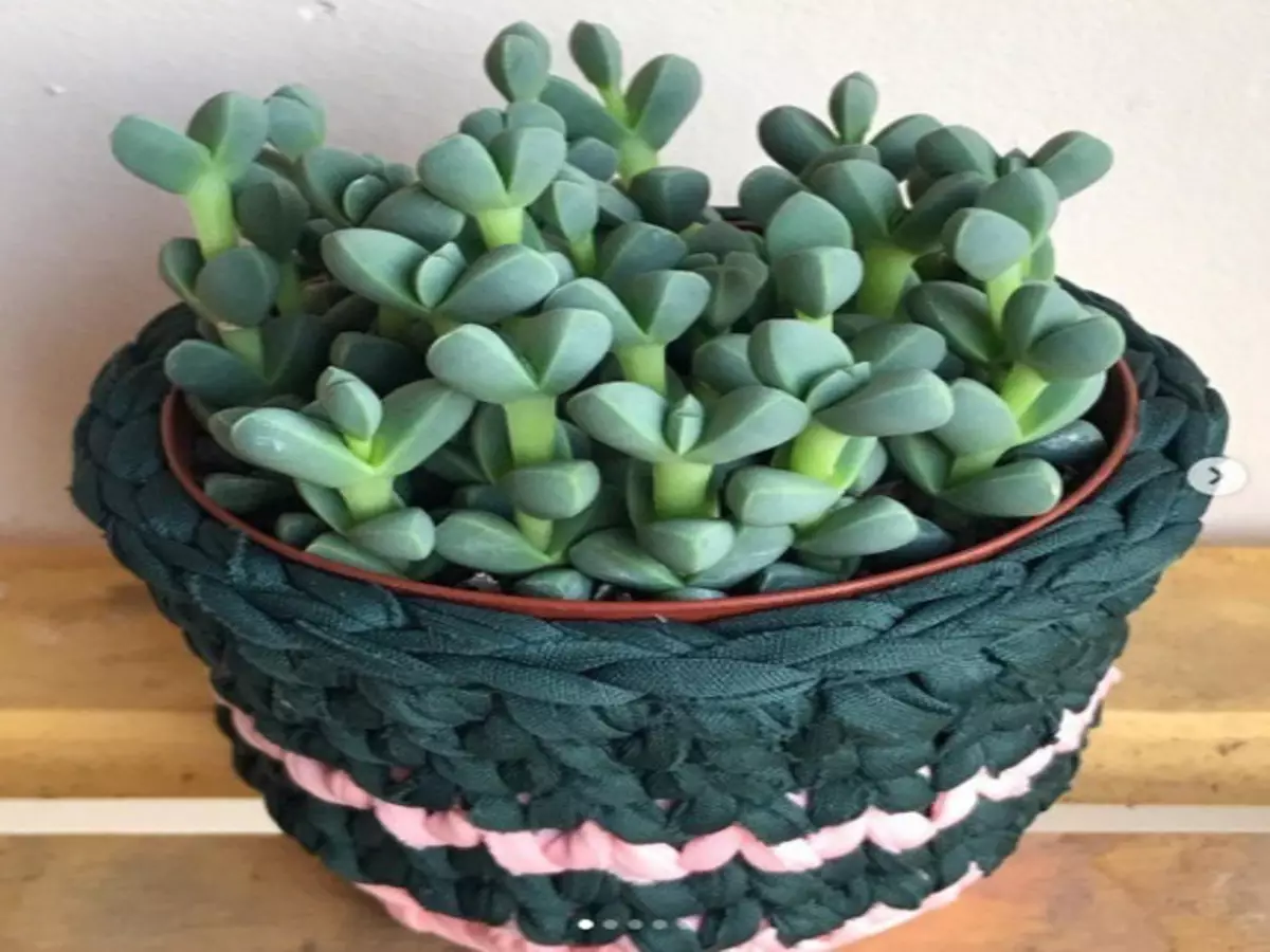 Veja como cultivar a planta africana Coração-partido em casa: melhor solo, tipo de luz e mais - Fonte: Pixabay