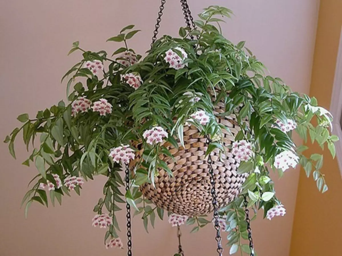 Como plantar e cultivar a flor de cera? Veja algumas dicas práticas que podem te ajudar - Fonte: Pixabay