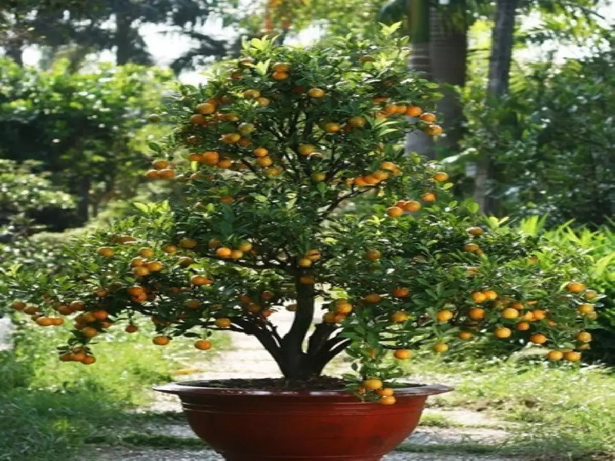 Como plantar laranjinha kinkan, a famosa fruta do Japão? Veja dicas de cultivo - Finte: Pixabay