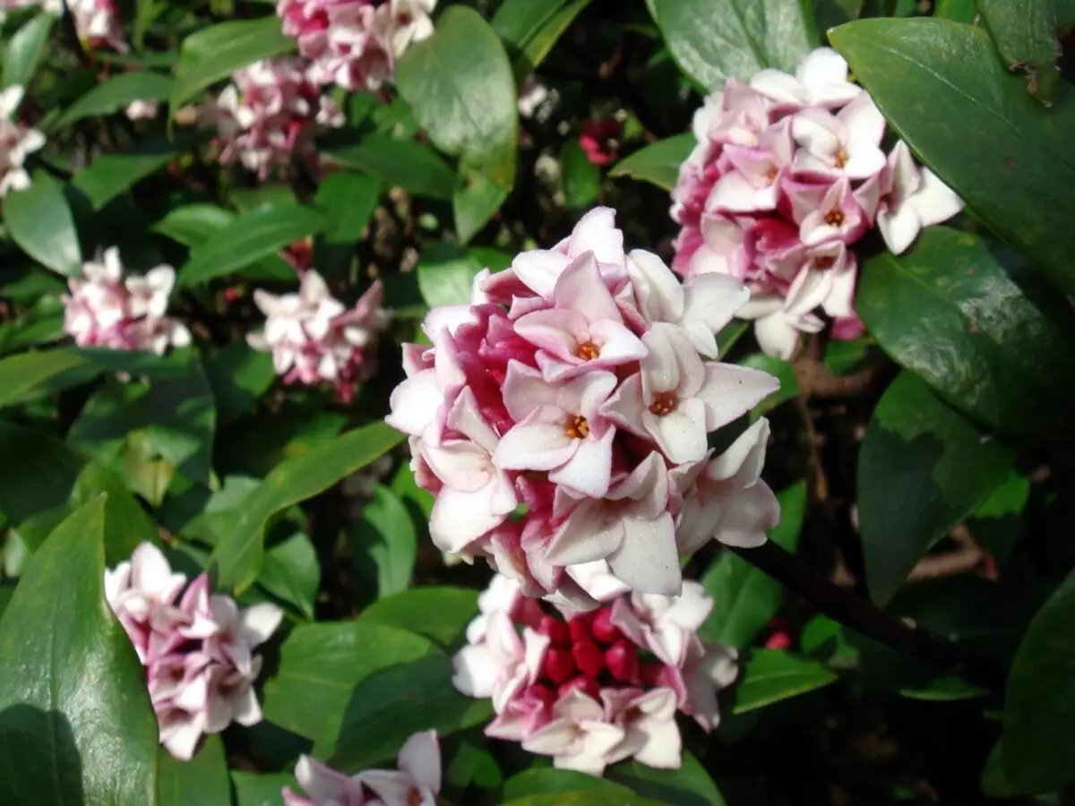 Daphne: conheça a flor do mediterrâneo e como cultivar em casa com poucos passos - Fonte: Canvas - Fonte: Canvas