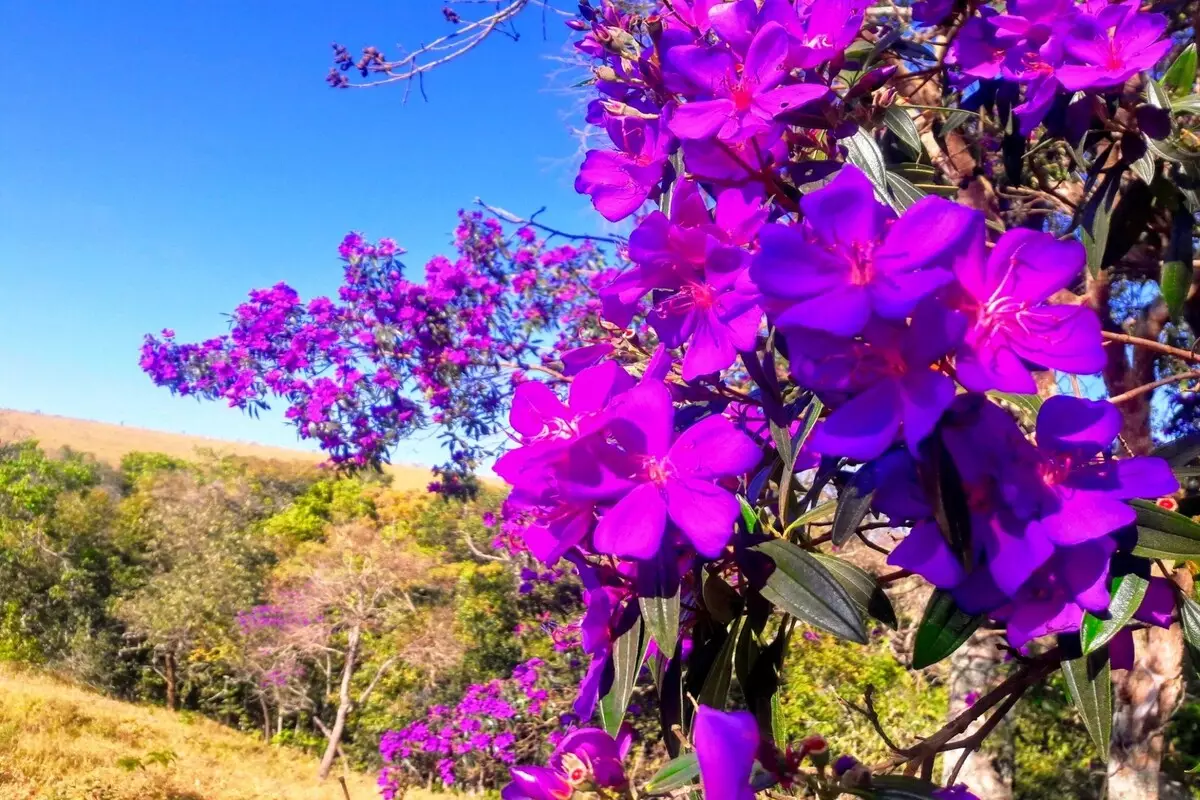 Quaresma roxa: veja como cultivar essa espécie nativa da Mata Atlântica - Fonte Canva