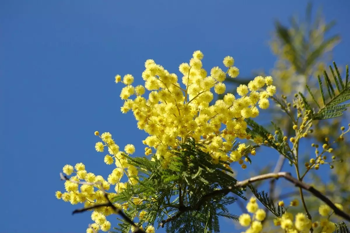Golden mimosa: acompanhe informações para cultivar essa planta perfumada - Fonte Canva