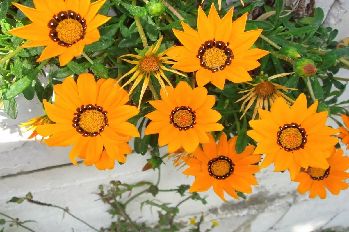 Gazânia: veja como cuidar dessa herbácea nativa da África com dicas exclusivas - Fonte Canva