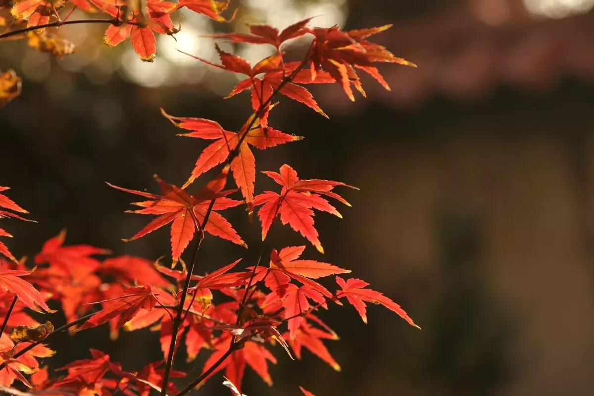 Acer palmatum: acompanhe informações de cultivo sobre essa árvore da Ásia - Fonte Canva