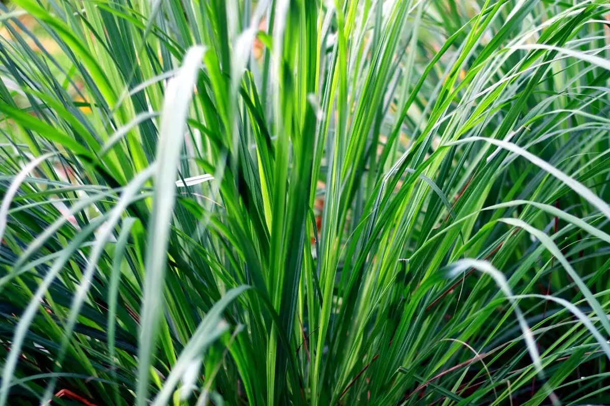 Capim santo: saiba mais sobre o cultivo dessa erva indiana - Fonte Canva