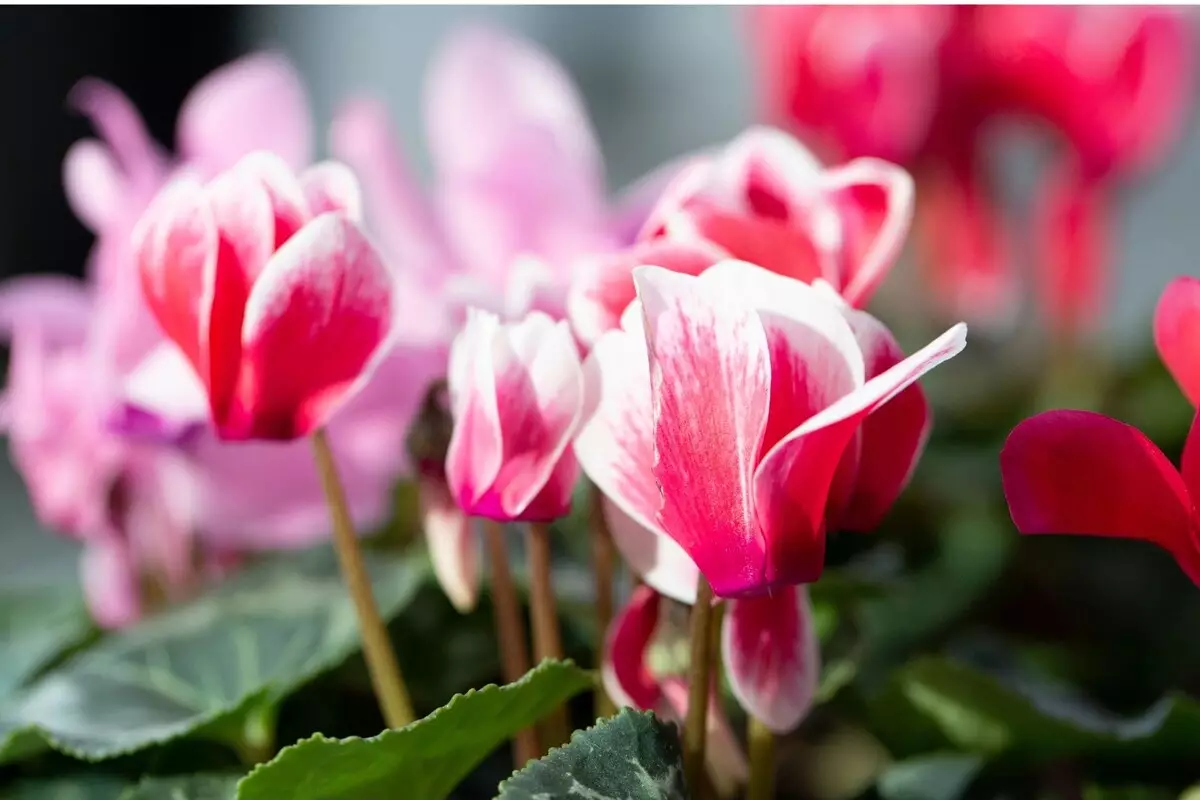 Ciclame: descubra os cuidados necessários com essa herbácea grega - Fonte Canva