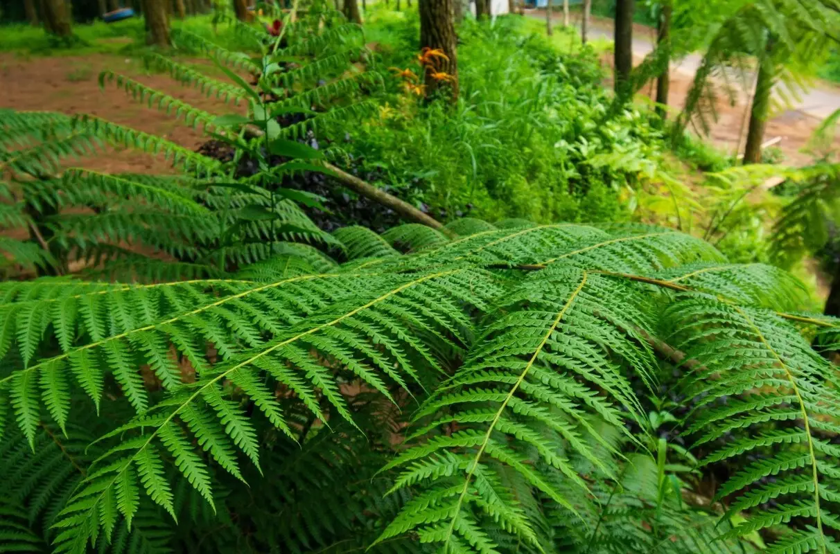 Samambaiaçu: acompanhe dicas de cultivo desse arbusto da Mata Atlântica