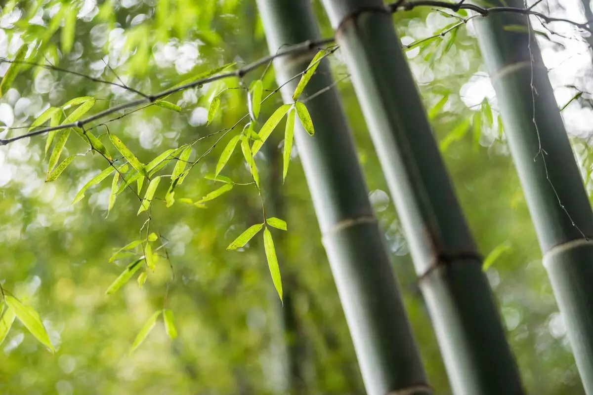 Bambu barriga de buda: veja métodos de cultivar essa espécie rara - Fonte Canva