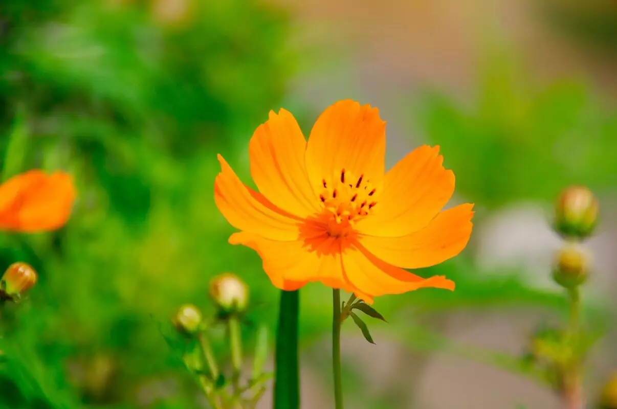 Cosmos amarelo: veja como cuidar dessa herbáca de origem mexicana - Fonte Canva
