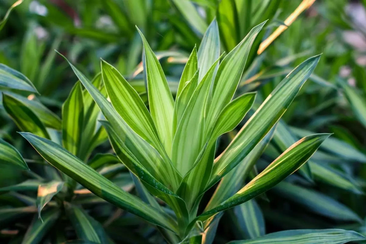 Descubra como plantar dracena de um jeito simples - reprodução: Canva