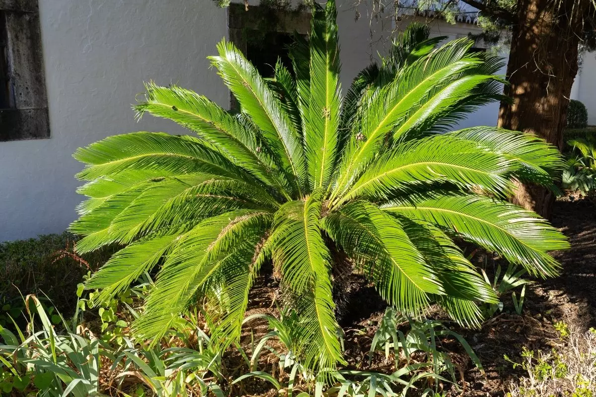 Sagu: descubra como plantar essa espécie em casa - reprodução: Canva