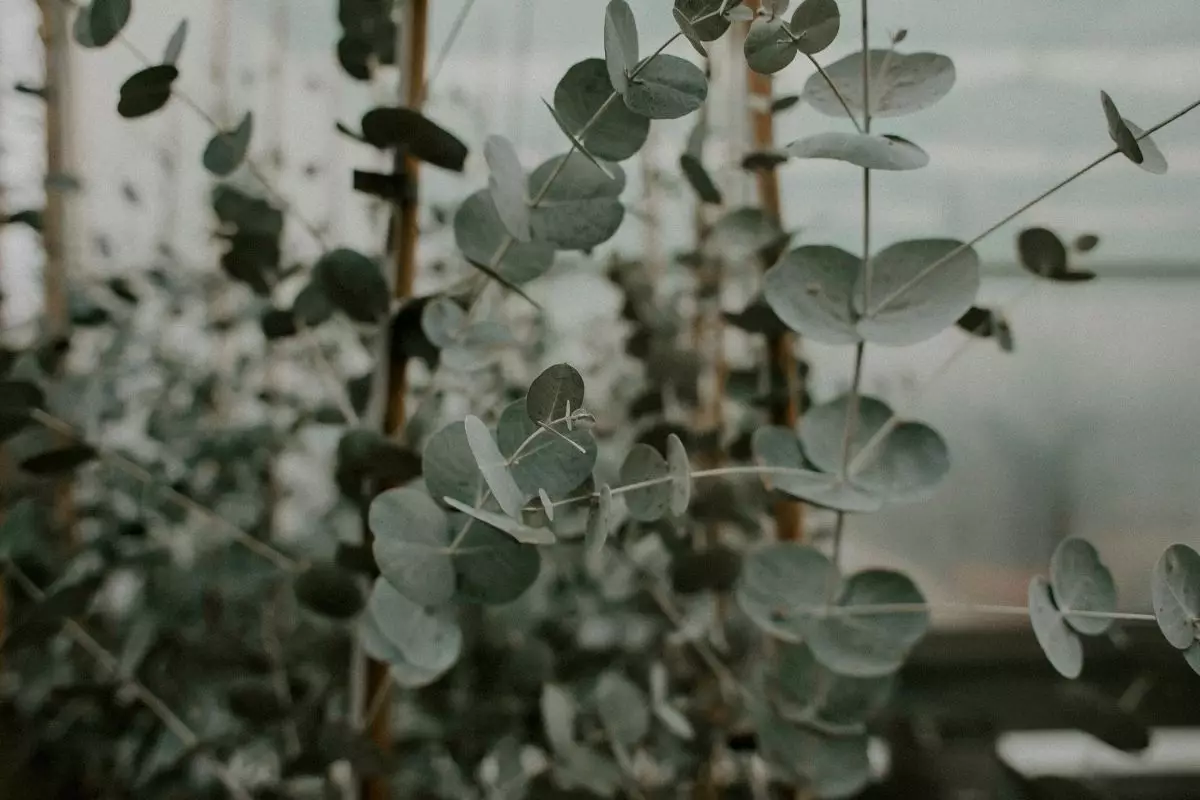 Eucalipto: descubra como plantar essa espécie que está em alta - reprodução: Canva