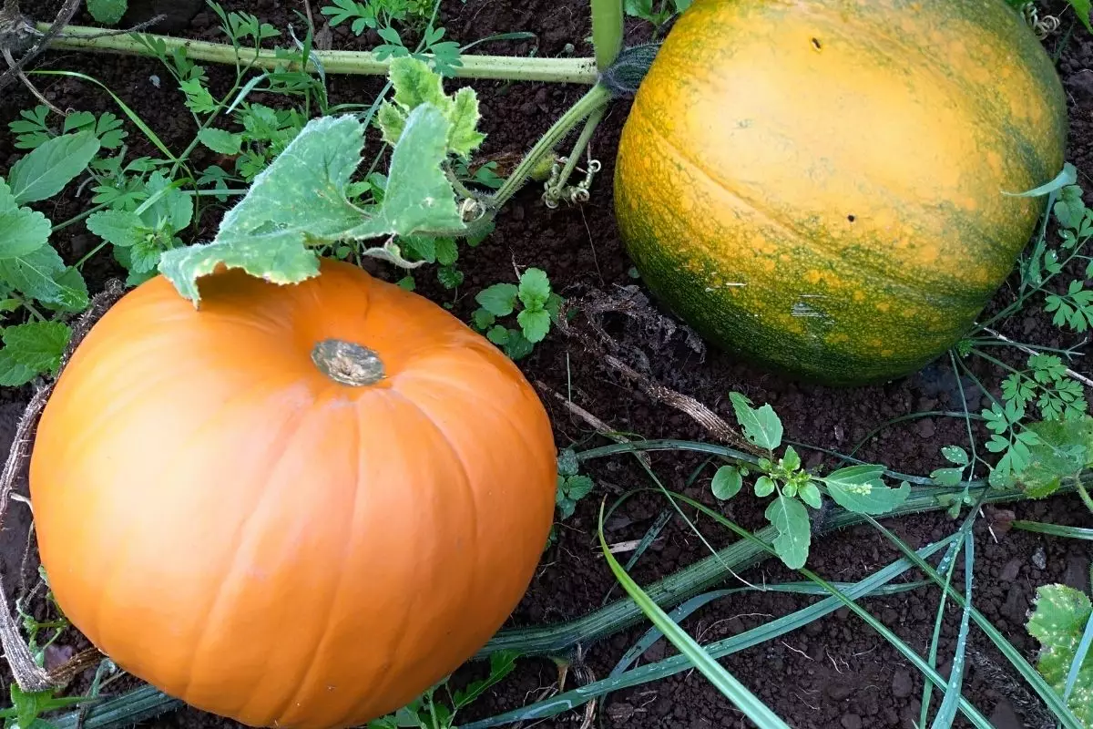 Descubra agora mesmo como plantar abóbora na sua horta - reprodução: Canva