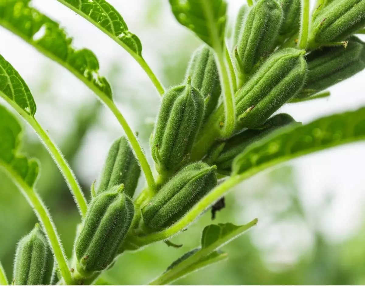 Gergelim: descubra como plantar esse alimento de um jeito simples - reprodução: Canva