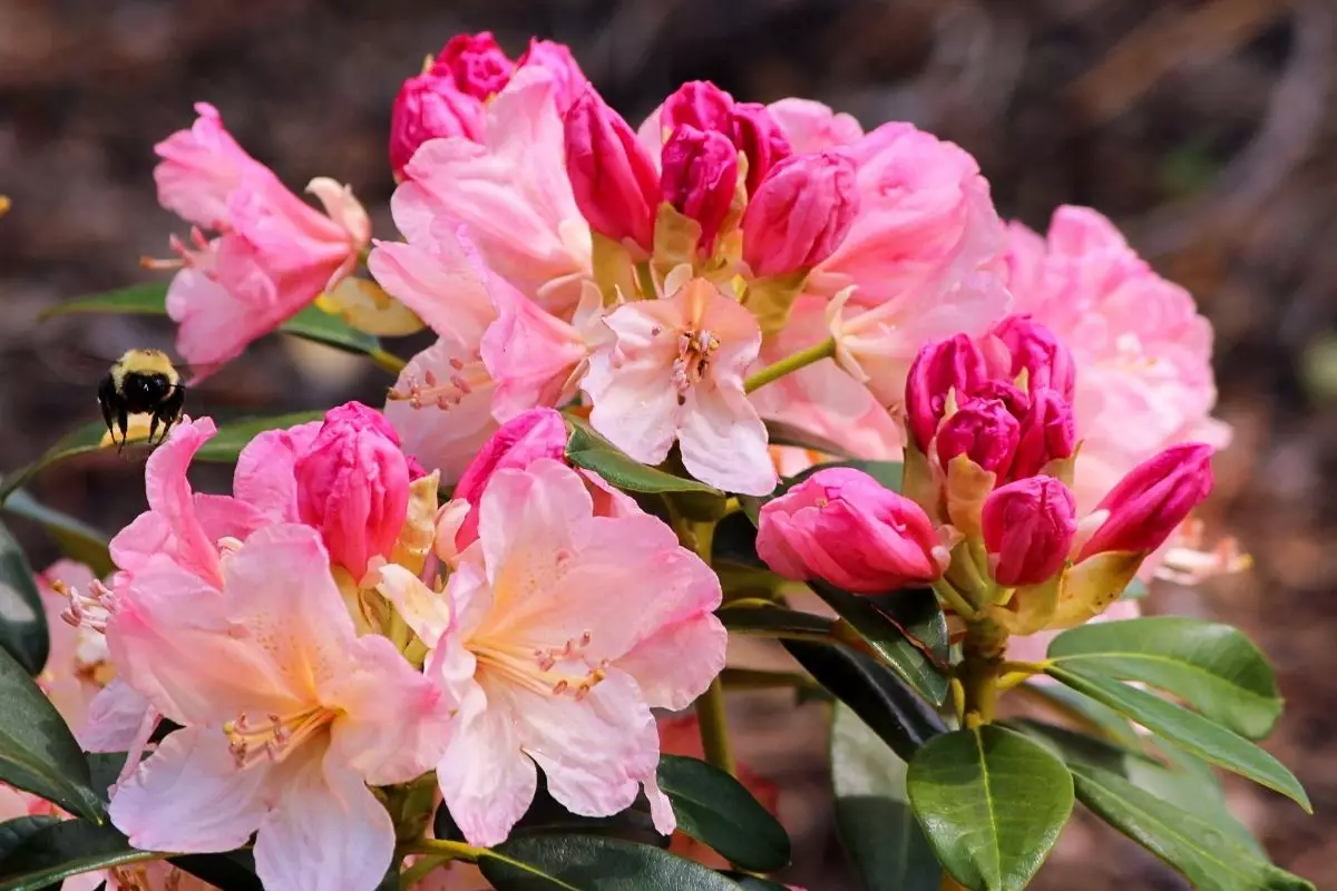 Aprenda agora mesmo como plantar Azaleia, essa espécie tão charmosa; Saiba mais - reprodução: Canva