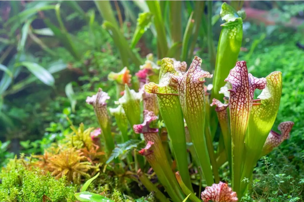 Sarracenia: veja como cuidar dessa bela espécie carnívora da América do Norte - Fonte Canva