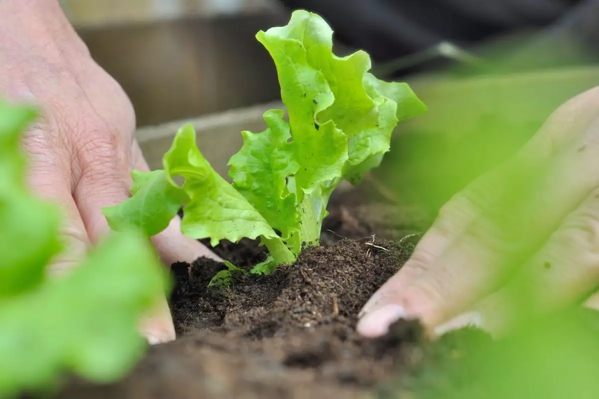 Plantar alface em casa é muito fácil e simples - reprodução: Canva