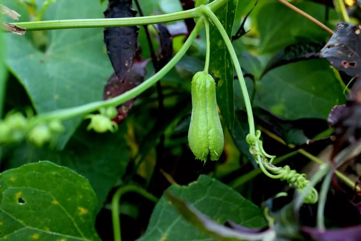 Conheça o passo a passo de como plantar chuchu no vaso; Saiba mais - reprodução: Canva