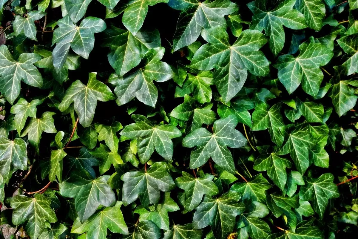 Plantar hera em casa não é difícil; Descubra o jeito certo agora mesmo - reprodução: Canva