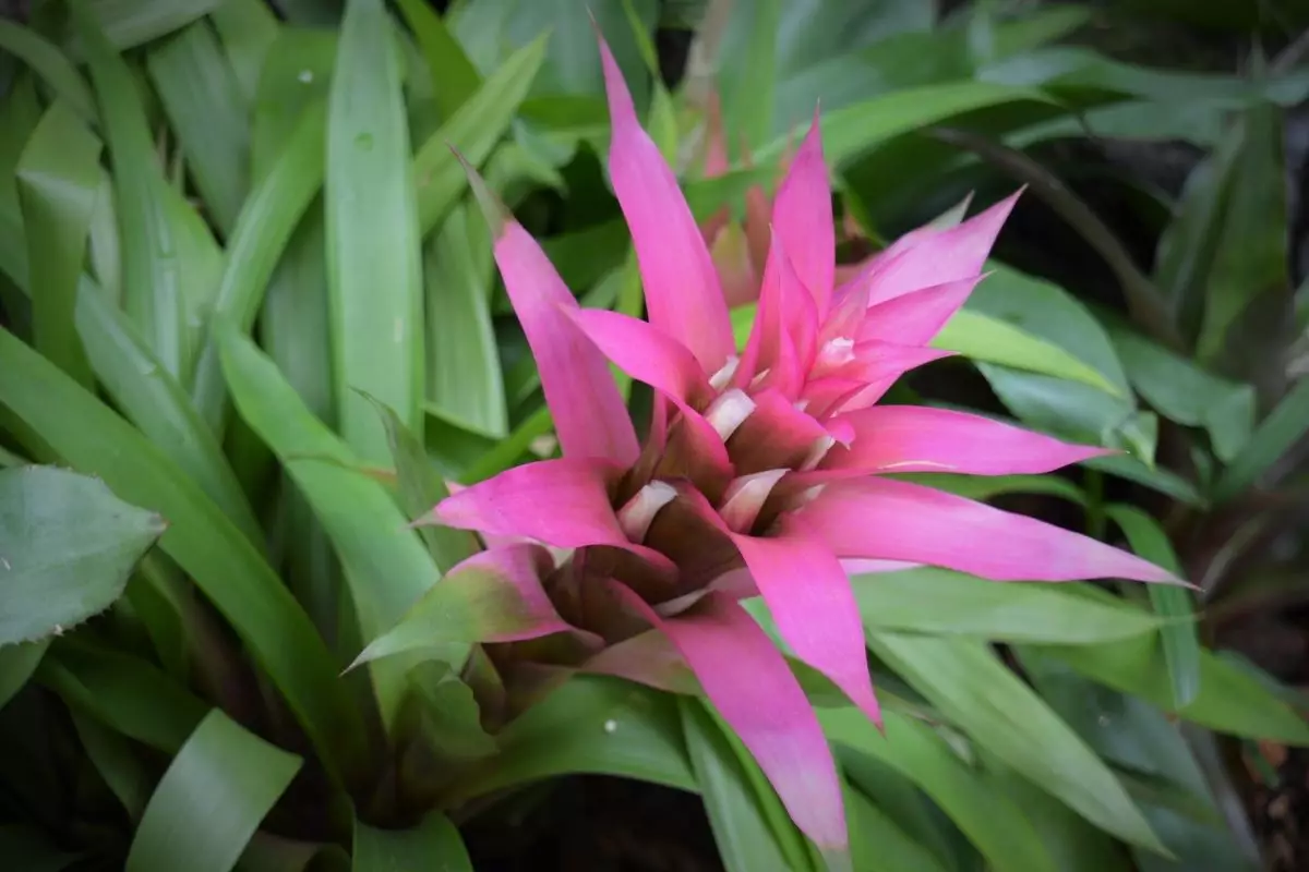 Saiba agora mesmo como plantar bromélia em sua casa - reprodução: Canva