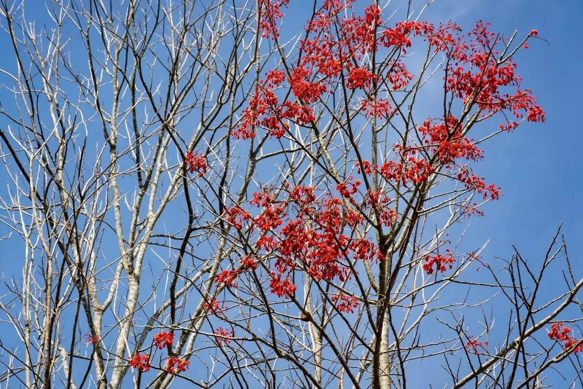 Conheça o mulungo: árvore com propriedades medicinais e saiba como plantar; Confira agora - reprodução: Canva