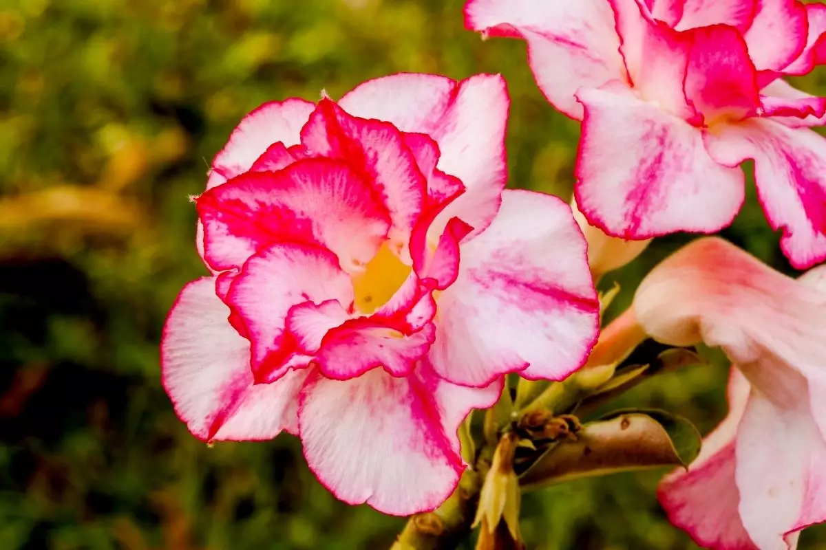 Aprenda como fazer muda de rosa do deserto - reprodução: Canva