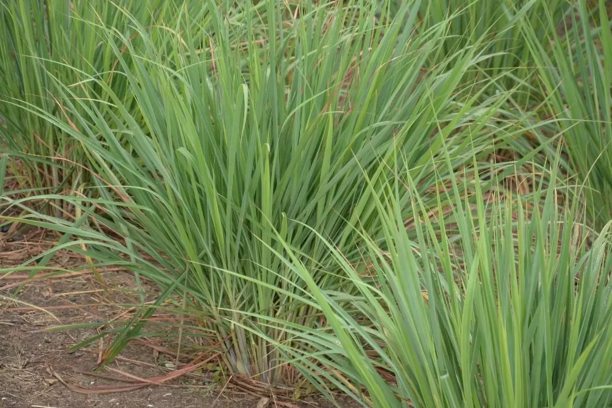 Capim limão ou capim santo, não importa, hoje você vai aprender a cultivar; Saiba mais - reprodução: Canva