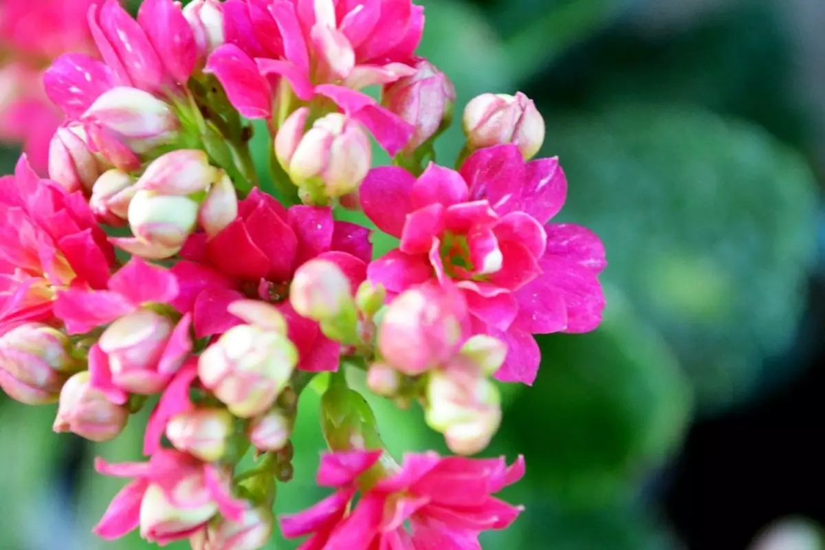 Saião: descubra como plantar essa espécie - reprodução: Canva